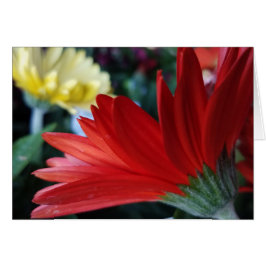 Crimson Red Gerbera Daisy Blume Nah-Up Foto
