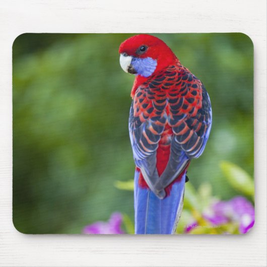 Crimson Rosella & Hintergrund der Orchideen Laming Mousepad (Vorne)