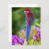 Crimson Rosella & Hintergrund der Orchideen Laming Postkarte (Vorne/Hinten)