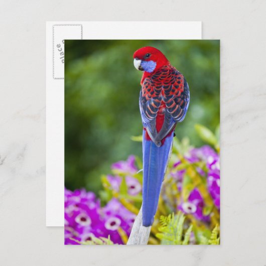 Crimson Rosella & Hintergrund der Orchideen Laming Postkarte (Vorne/Hinten)