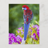 Crimson Rosella & Hintergrund der Orchideen Laming Postkarte (Vorderseite)