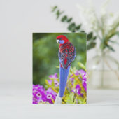 Crimson Rosella & Hintergrund der Orchideen Laming Postkarte (Stehend Vorderseite)