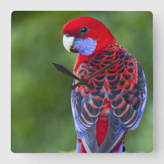 Crimson Rosella & Hintergrund der Orchideen Laming Quadratische Wanduhr (Vorderseite)