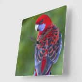 Crimson Rosella & Hintergrund der Orchideen Laming Quadratische Wanduhr (Winkel)