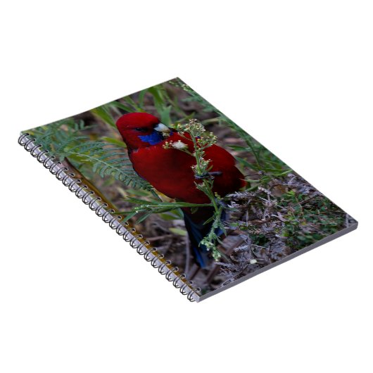 Crimson Rosella Notizblock (Rechte Seite)