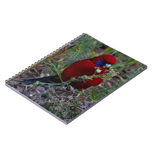 Crimson Rosella Notizblock (Linke Seite)