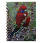 Crimson Rosella Notizblock (Vorderseite)
