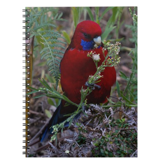Crimson Rosella Notizblock (Vorderseite)