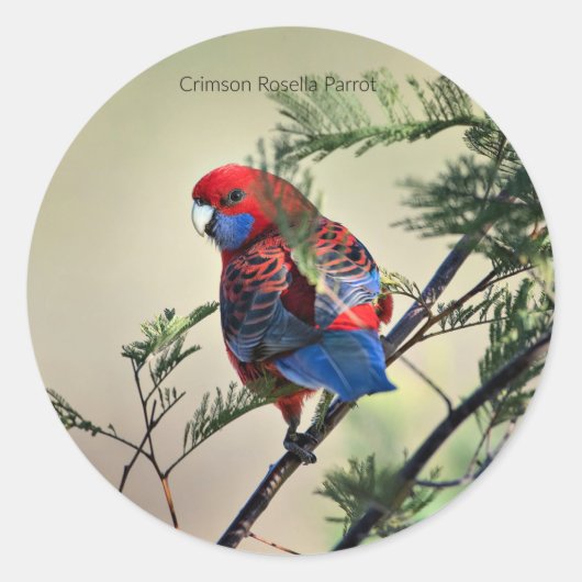 Crimson Rosella Parrot, Runder Aufkleber (Vorderseite)