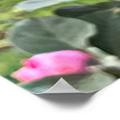 Crimson Rosella Poster (Ecke)