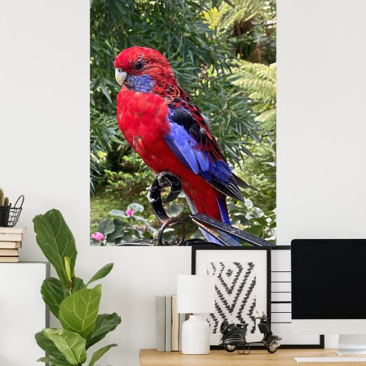 Crimson Rosella Poster (Heimbüro)