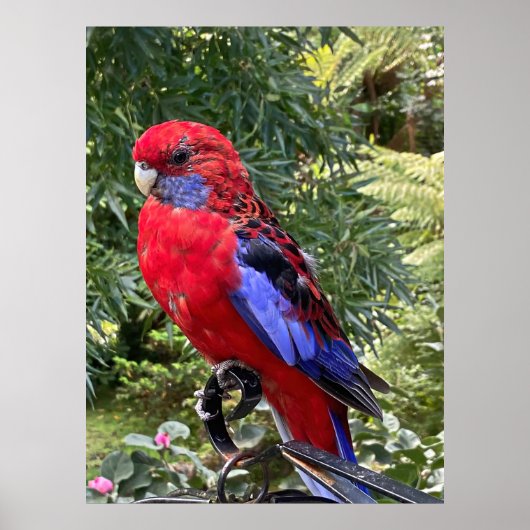 Crimson Rosella Poster (Vorne)
