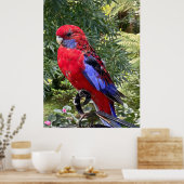 Crimson Rosella Poster (Küche)
