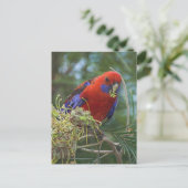 Crimson Rosella Postkarte (Stehend Vorderseite)