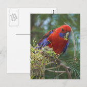 Crimson Rosella Postkarte (Vorne/Hinten)