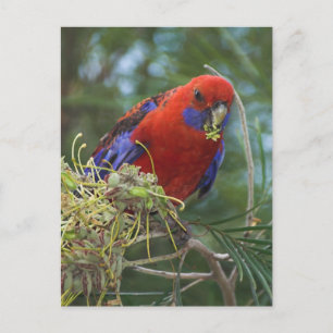 Crimson Rosella Postkarte
