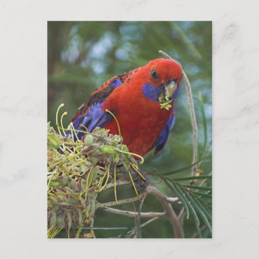 Crimson Rosella Postkarte (Vorderseite)