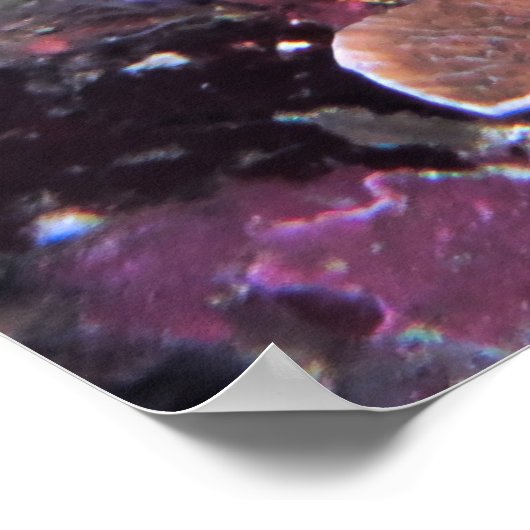 Crimson Scorpionfish Poster (Ecke)