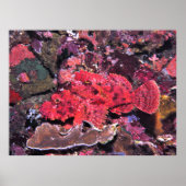 Crimson Scorpionfish Poster (Vorne)