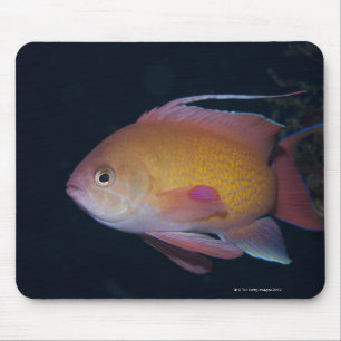 Crimson Seabream Mousepad