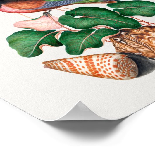 Crimson Topaz Hummingbird Poster (Ecke)