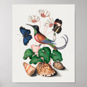 Crimson Topaz Hummingbird Poster (Vorne)