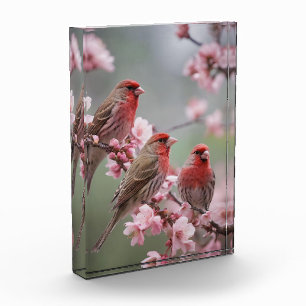 "Crimson Trio: Rote Finches inmitten rosa Blüten" Fotoblock
