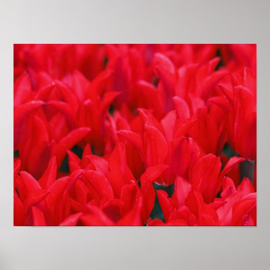 Crimson Waves Poster (Vorne)