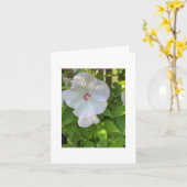 Crimsoneyed Rose Mallow Hibiskus Karte (Gelbe Blume)