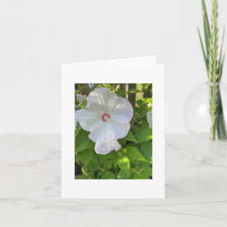 Crimsoneyed Rose Mallow Hibiskus Karte