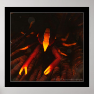 Crinoid Hummer Poster