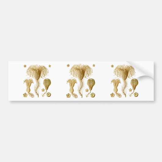 Crinoids Autoaufkleber (Vorne)