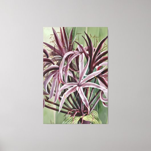 Crinum Asiaticum L Family Leinwanddruck (Vorderseite)