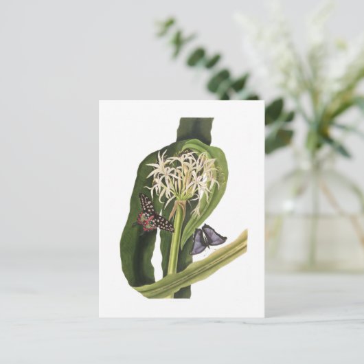 Crinum pedunculatum postkarte (Stehend Vorderseite)