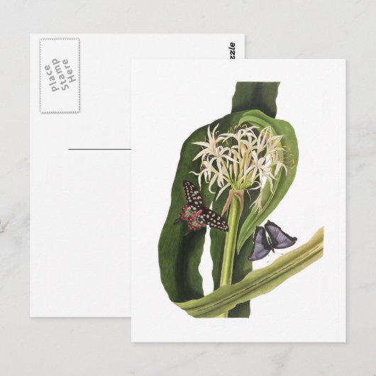 Crinum pedunculatum postkarte (Vorne/Hinten)
