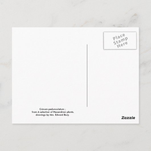 Crinum pedunculatum postkarte (Rückseite)