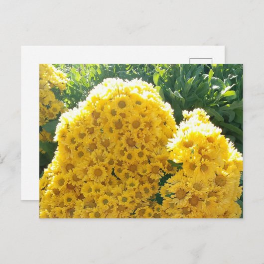 Crisantemos amarillos a la luz del sol postkarte (Vorne/Hinten)