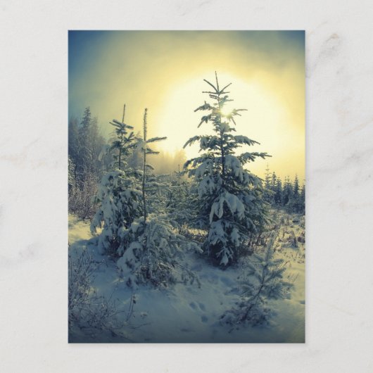 Crisp Winter Morning Postkarte (Vorderseite)