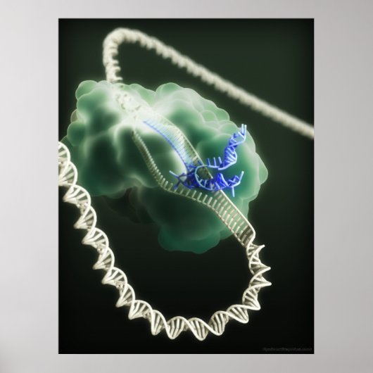 CRISPR-Cas9-Komplex am Arbeitsplatz Poster (Vorne)