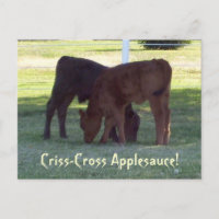Criss-Cross Applesauce! Calves Postcard