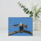 Criss Cross Eagles Postkarte (Stehend Vorderseite)
