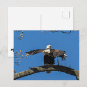 Criss Cross Eagles Postkarte (Vorne/Hinten)
