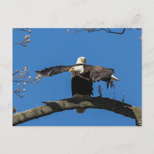 Criss Cross Eagles Postkarte (Vorderseite)