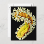 Cristatella mucedo postkarte (Vorne/Hinten)