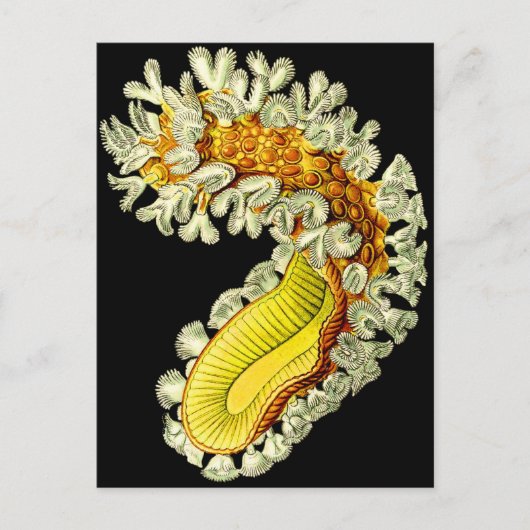 Cristatella mucedo postkarte (Vorderseite)