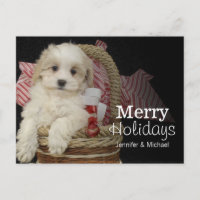Cristmas Malti-poo puppy sitting in basket