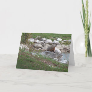 Critter am See Karte