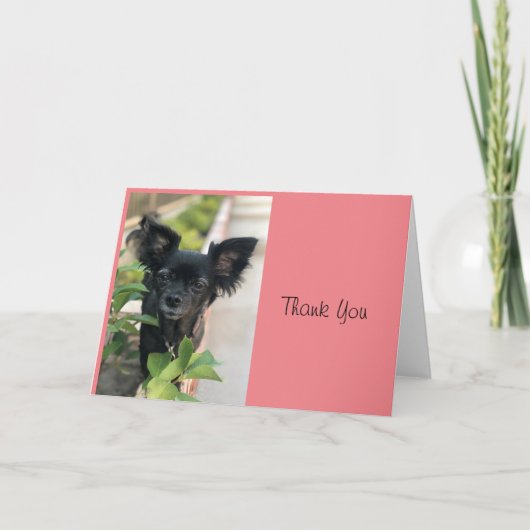 Critter Sitter LV LAGUNA Karte (Vorderseite)