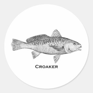 Croaker Fish Runder Aufkleber