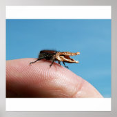 Crocobug-Plakat Poster (Vorne)